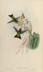 Eriocnemis vestitus = Eriocnemis vestita